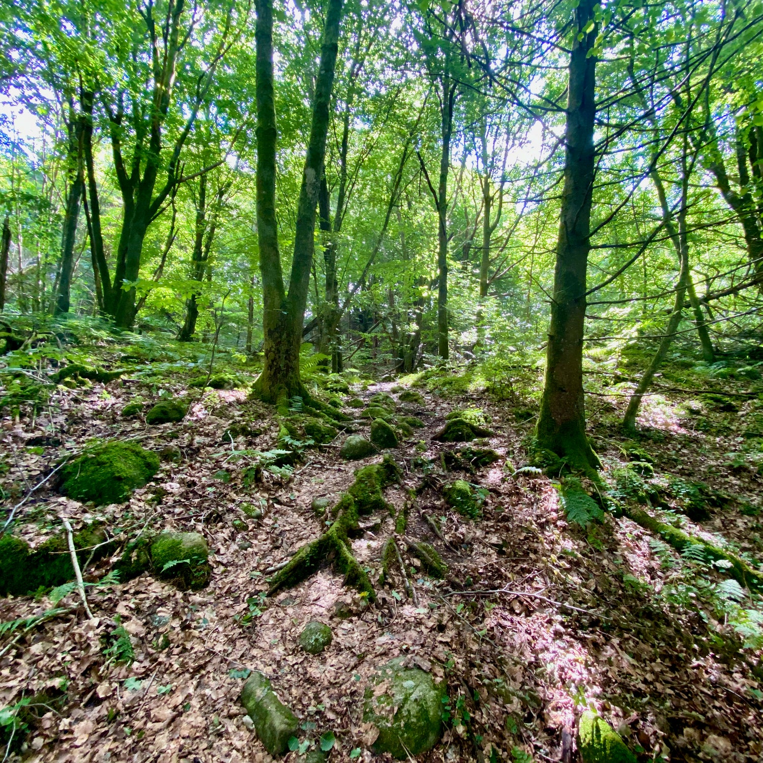 Åsted Ådal - Nordjylland (Frederikshavn-Skagen)