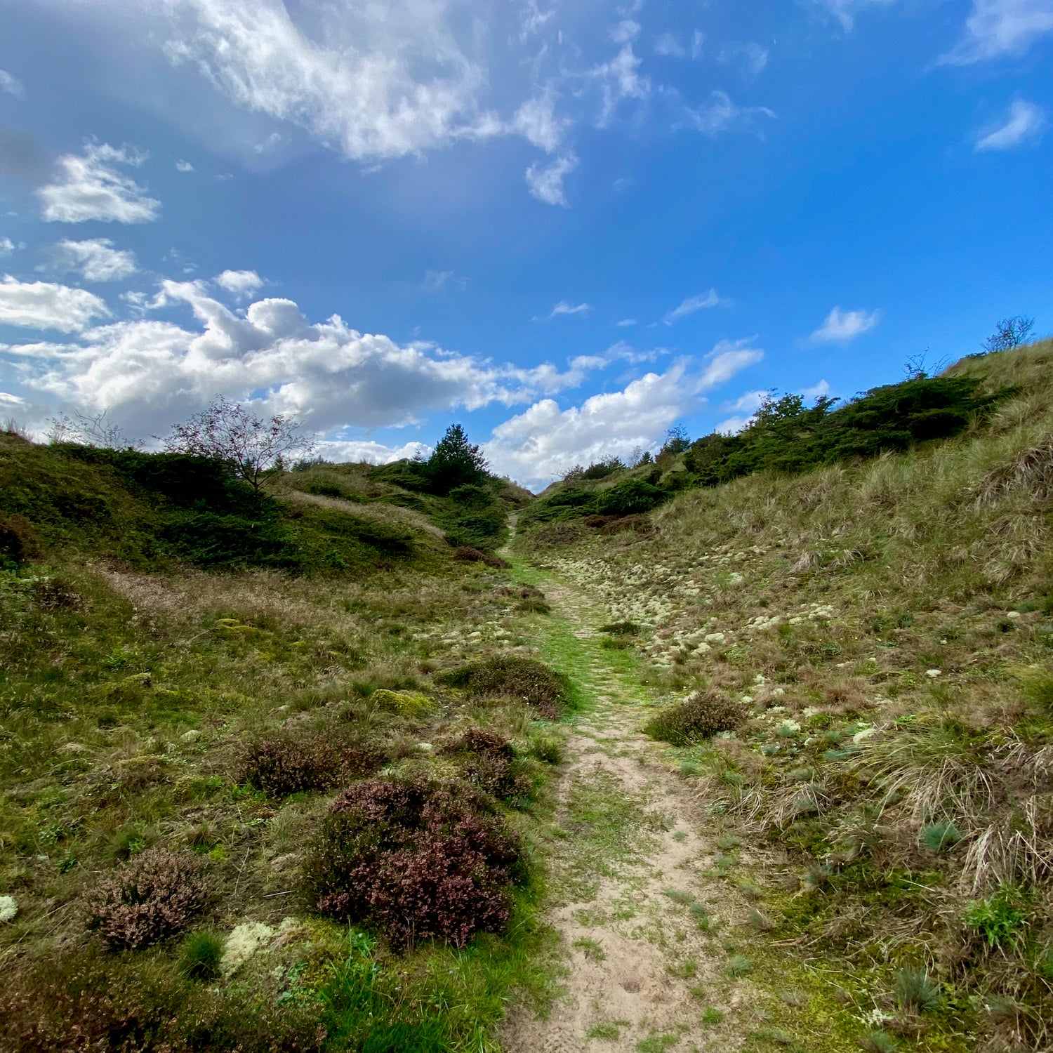 Tranum and the marshes - Jammerbugt