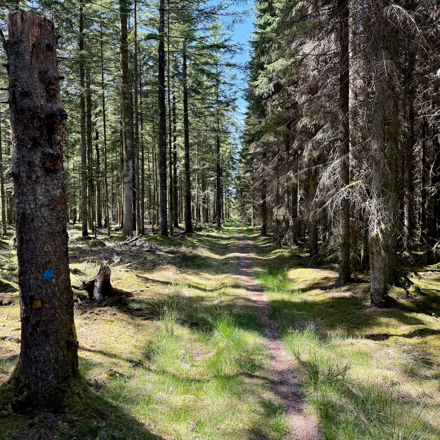 Klosterheden Plantage - den nordlige del