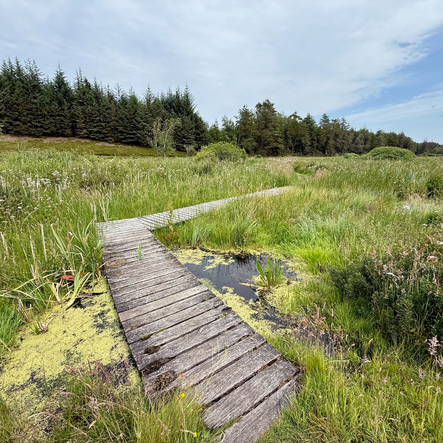 Klosterheden Plantage - den nordlige del