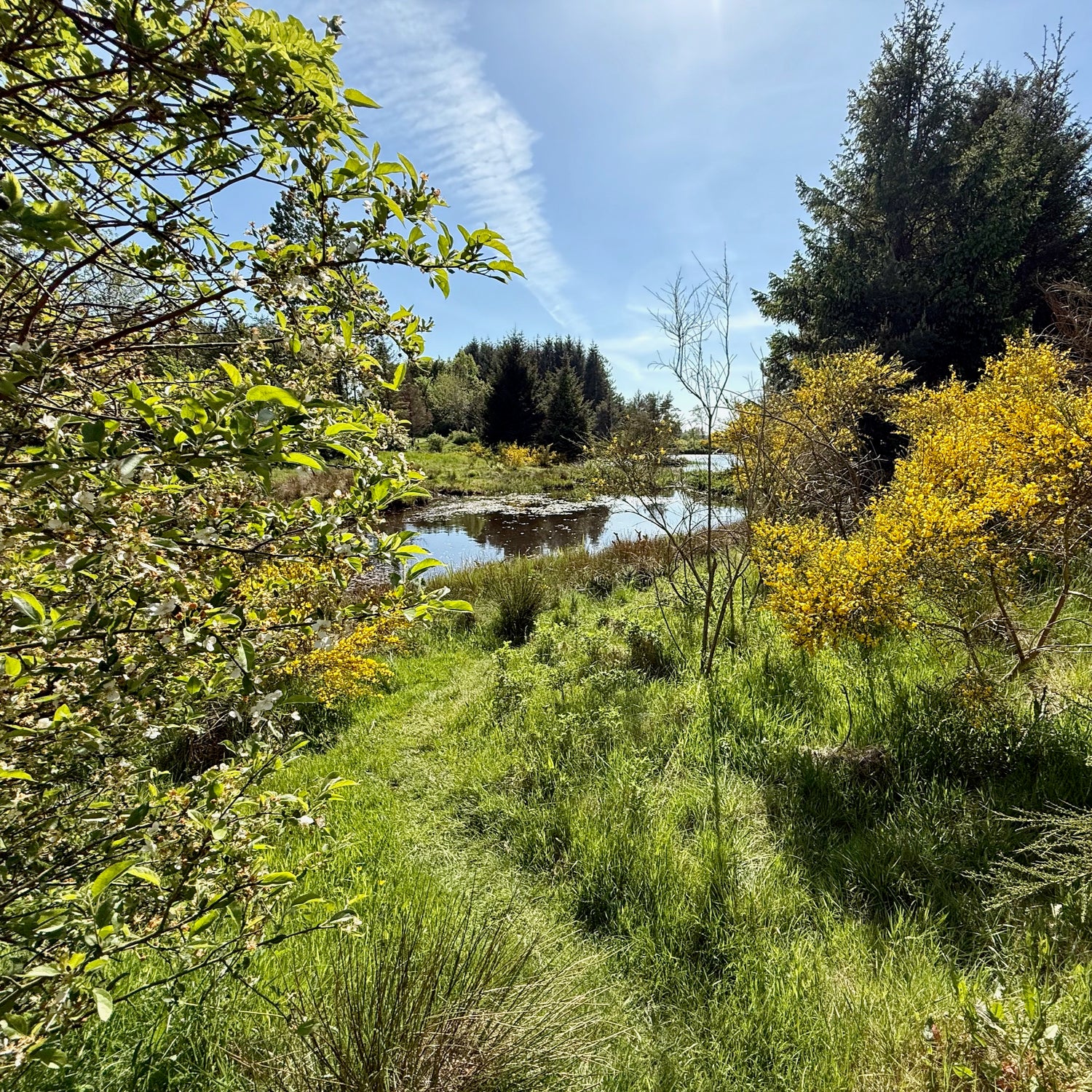Klosterheden Plantage - den sydlige del