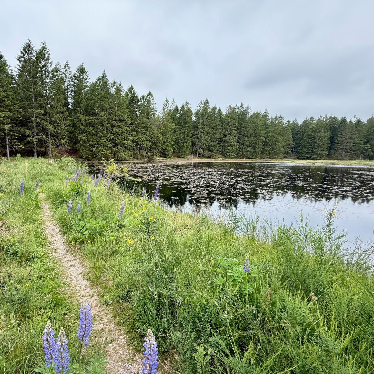 Klosterheden Plantage - den sydlige del