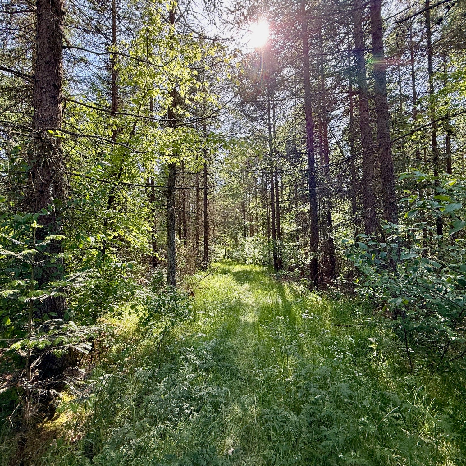 Klosterheden Plantage - den sydlige del