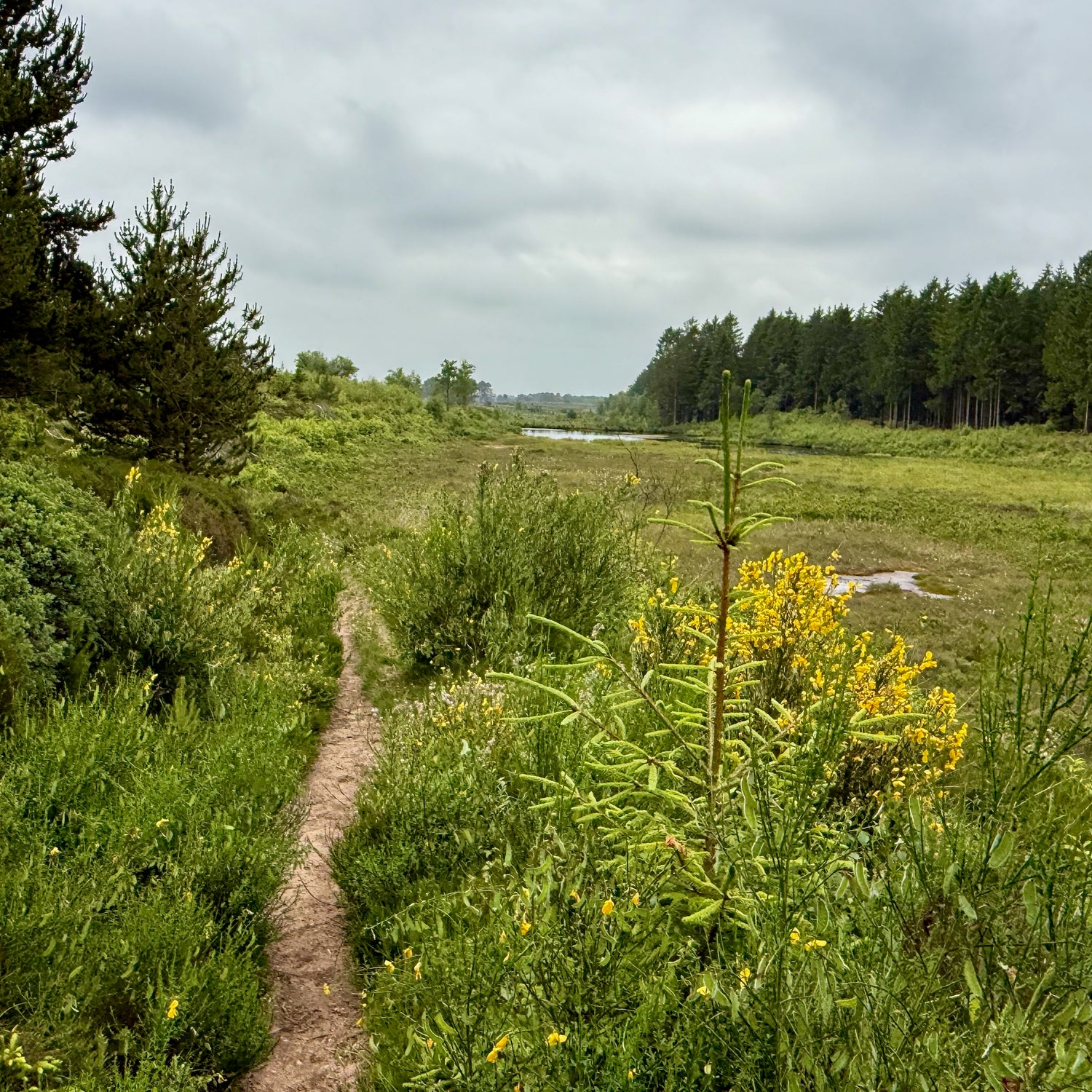 Klosterheden Plantage - den sydlige del