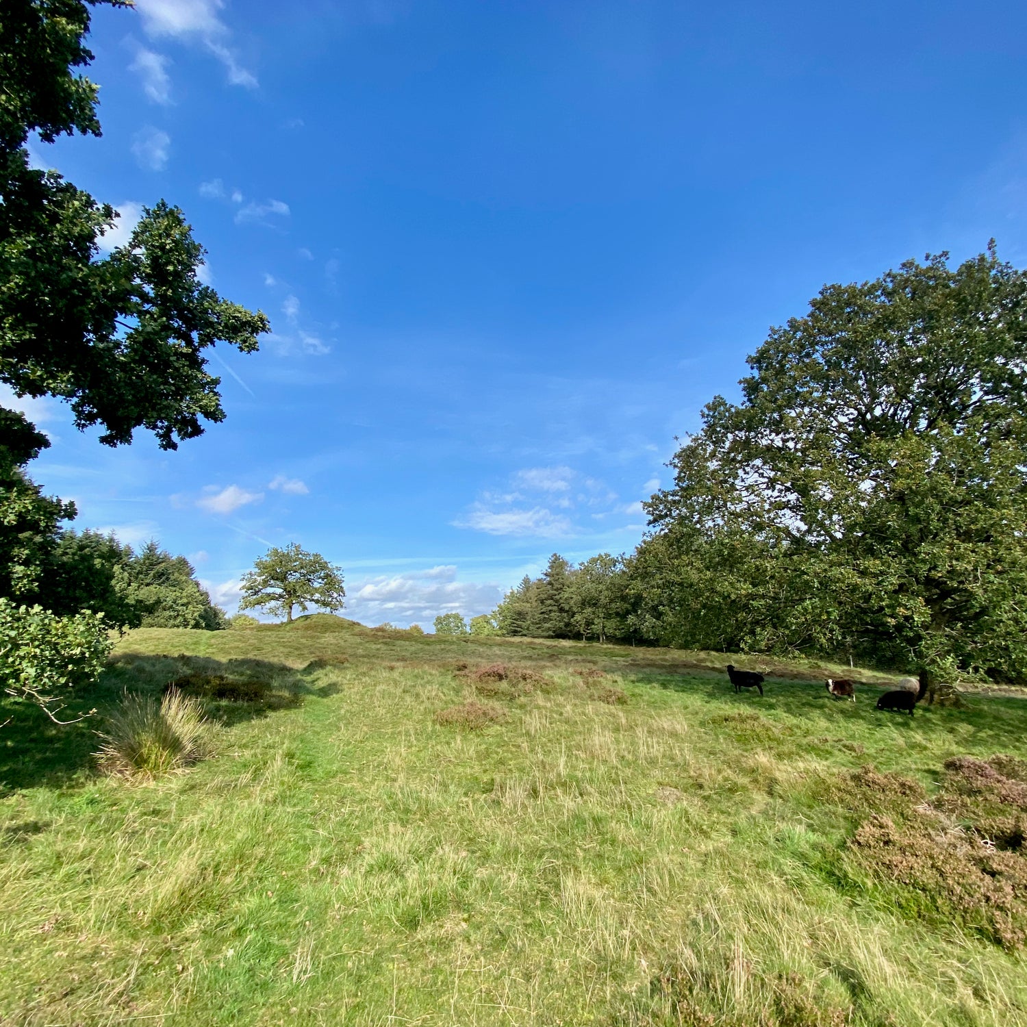 Legind Bjerge - Mors