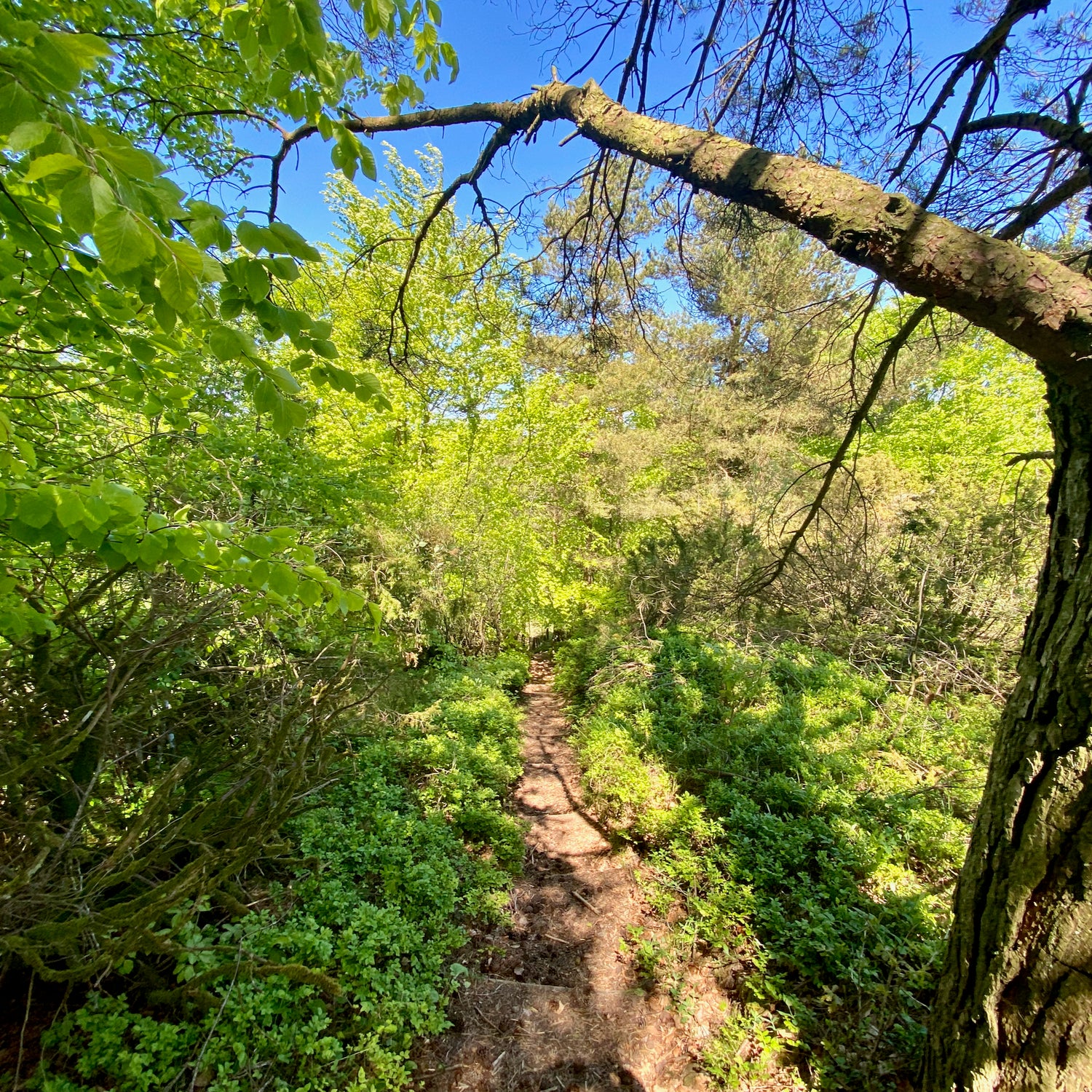 Naturpark Tolne - Hjørring