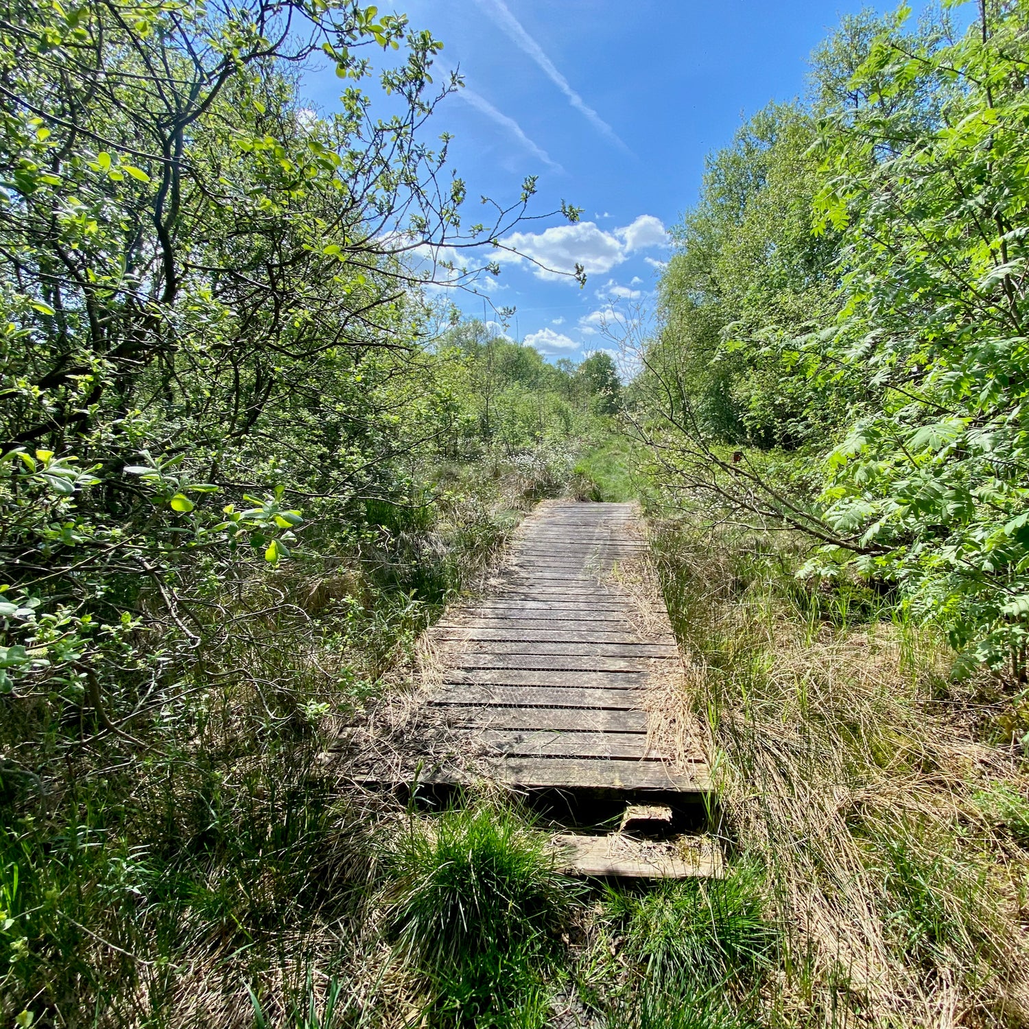 Saltum og Vildmosen - Jammerbugt