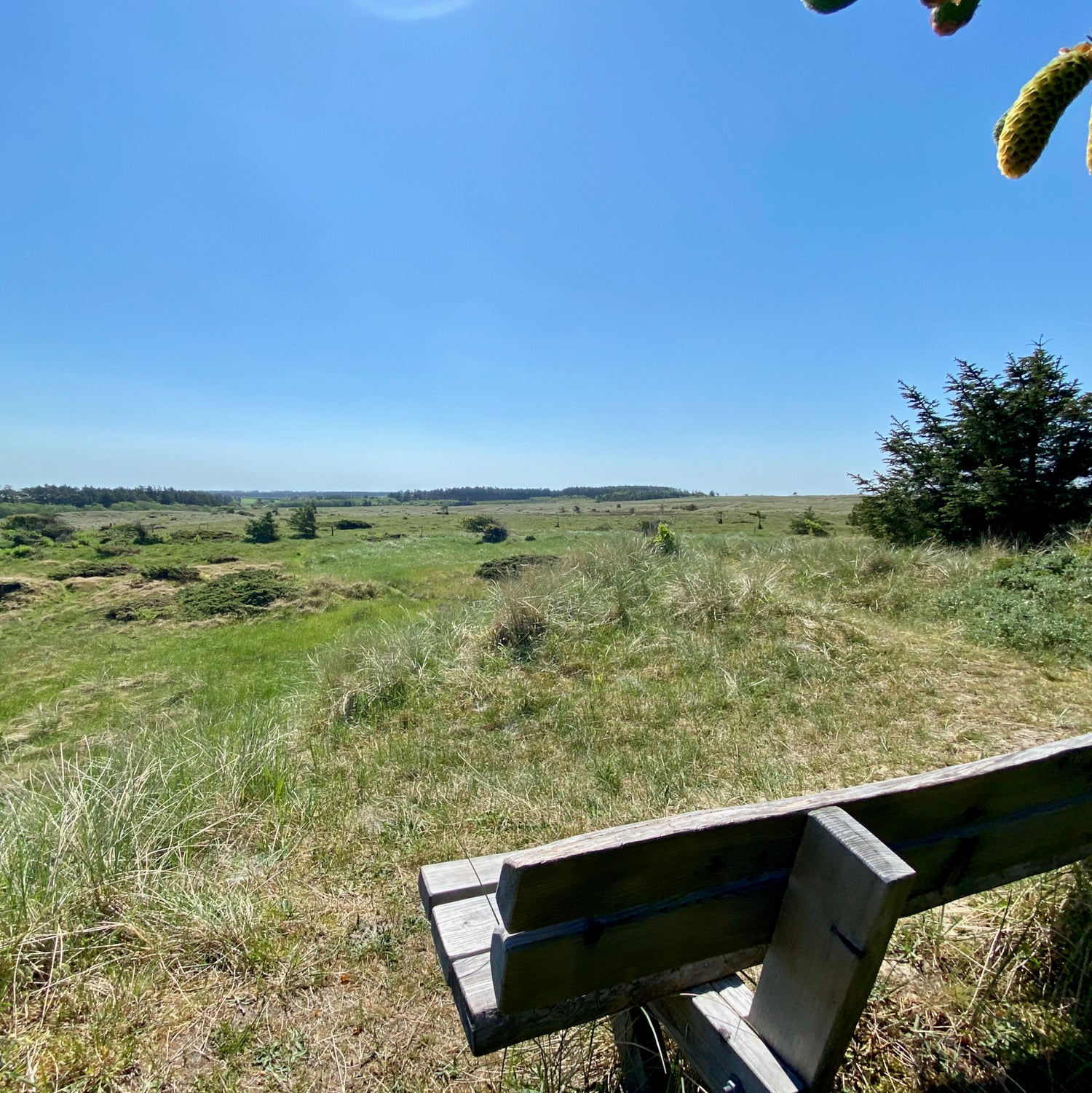 Skallerup Klit and Tornby Klitplantage - Hjørring