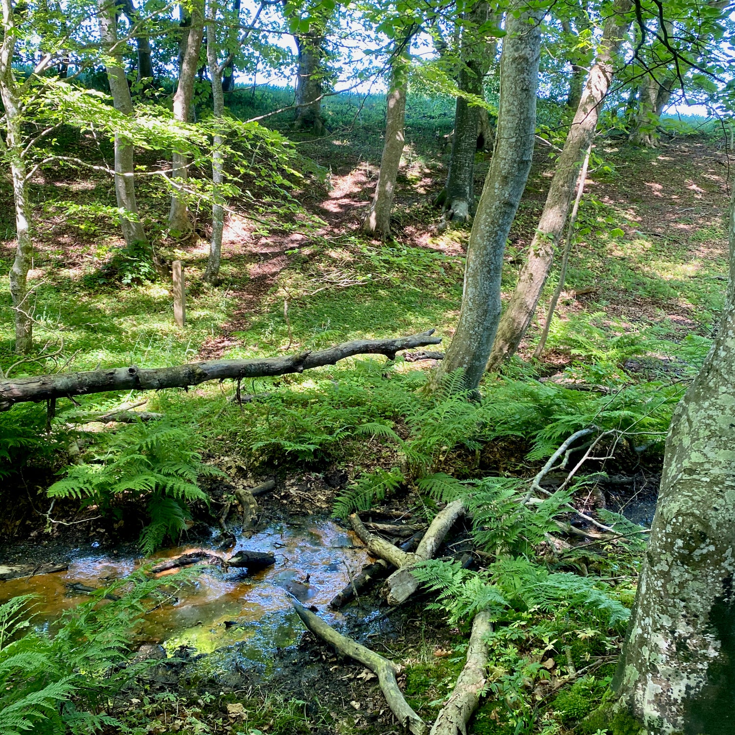 Tornby Bjerg og Præstegårdsbakkerne - Hjørring