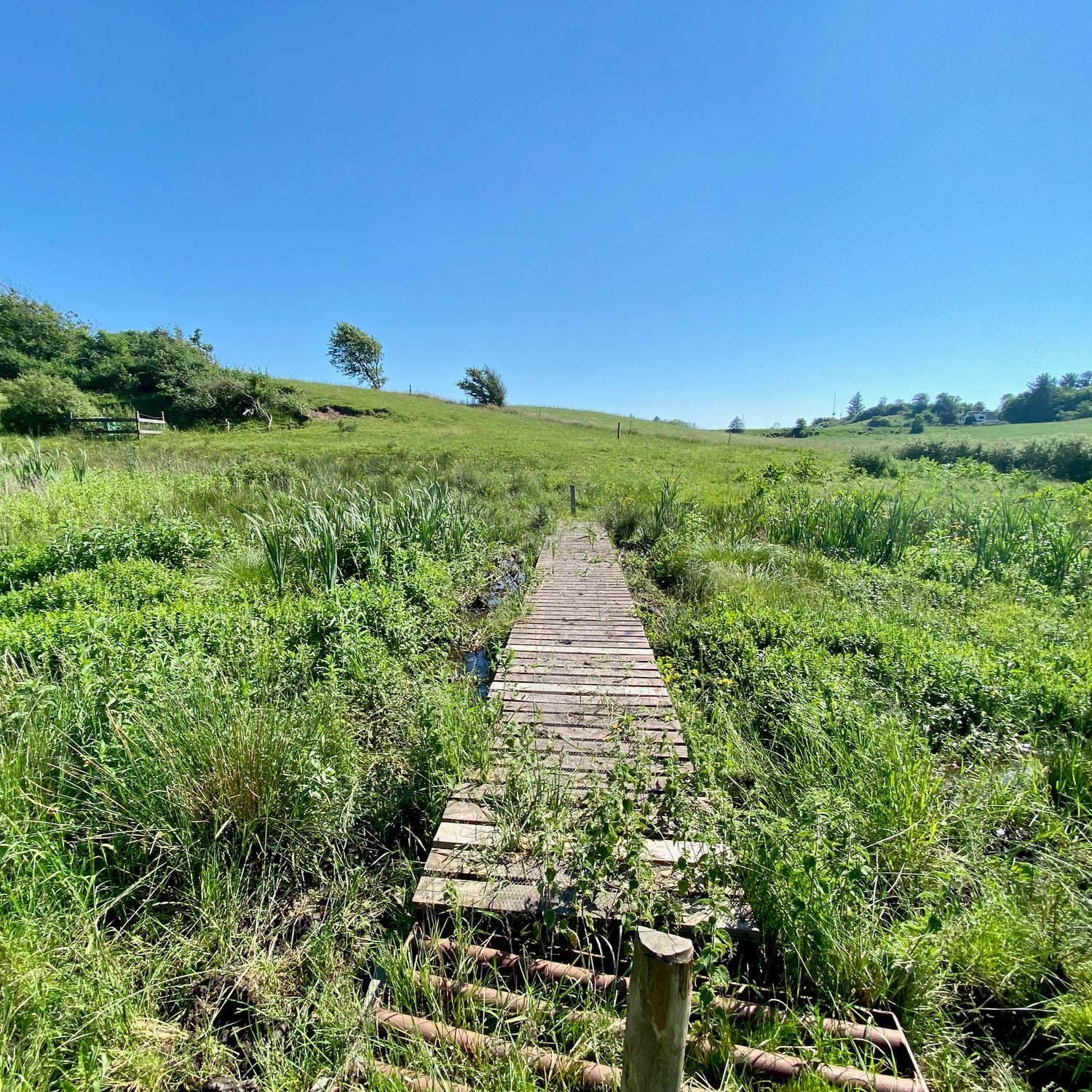 Tornby Bjerg og Præstegårdsbakkerne - Hjørring
