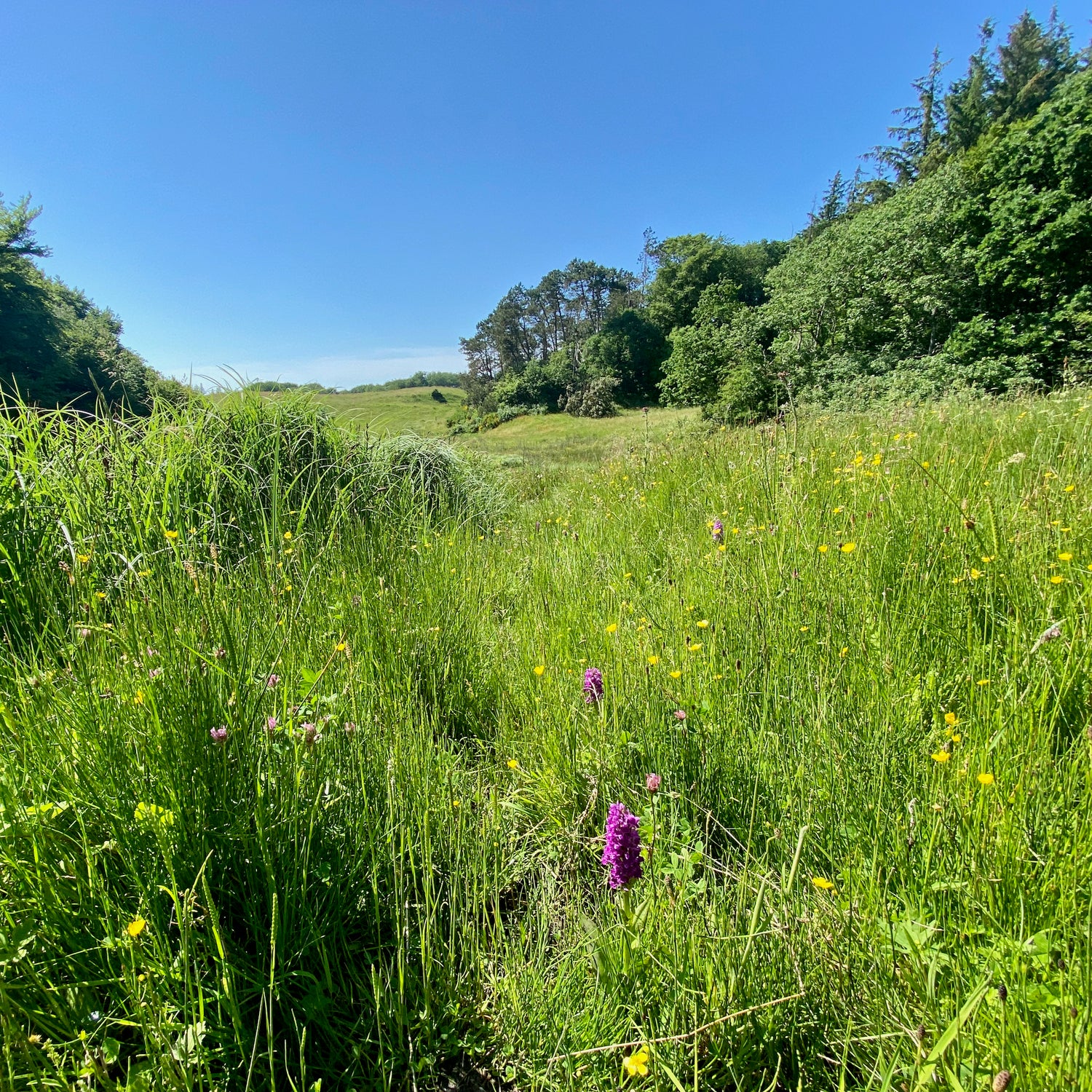 Tornby Bjerg og Præstegårdsbakkerne - Hjørring