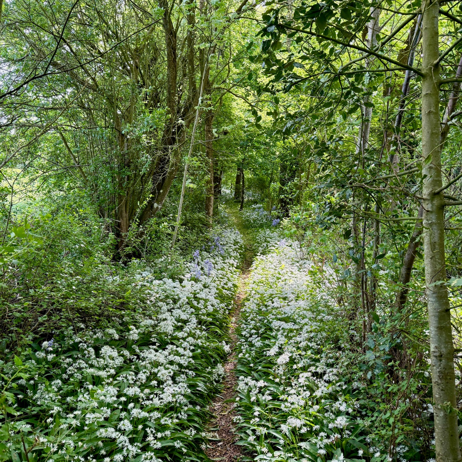 Trælborgdalen og Gudernes Land
