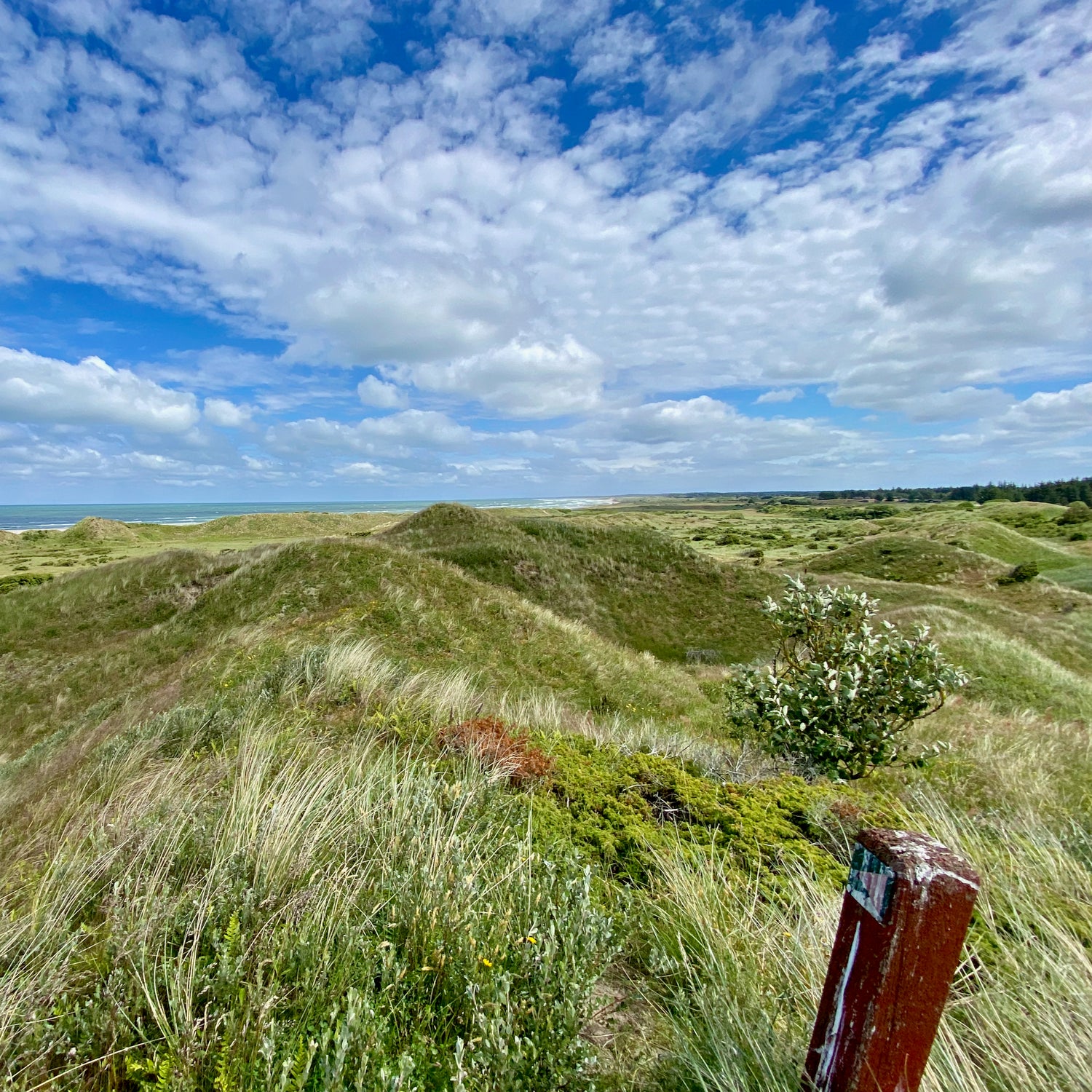 Uggerby & Tversted Klitplantager - Hjørring