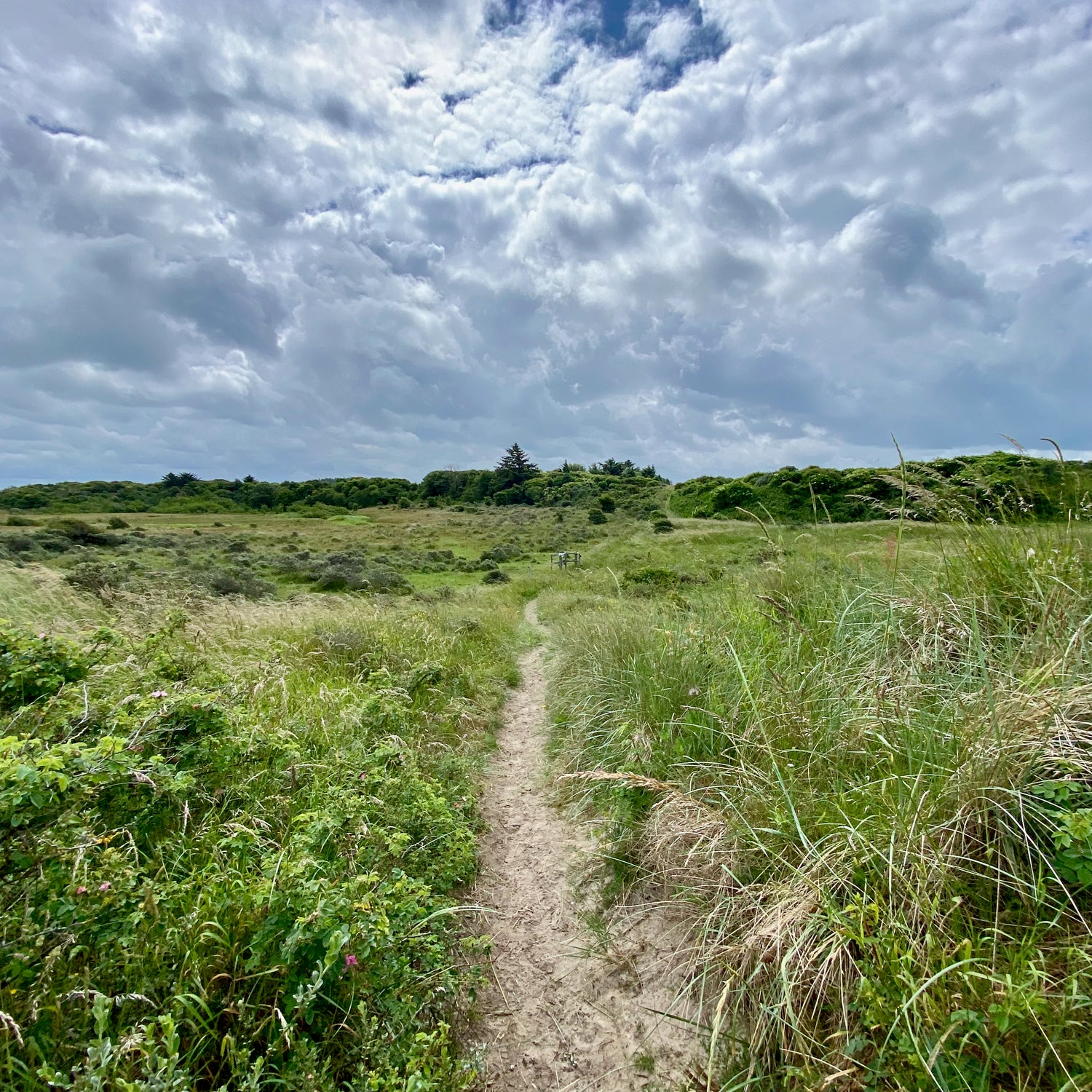 Uggerby & Tversted Klitplantager - Hjørring