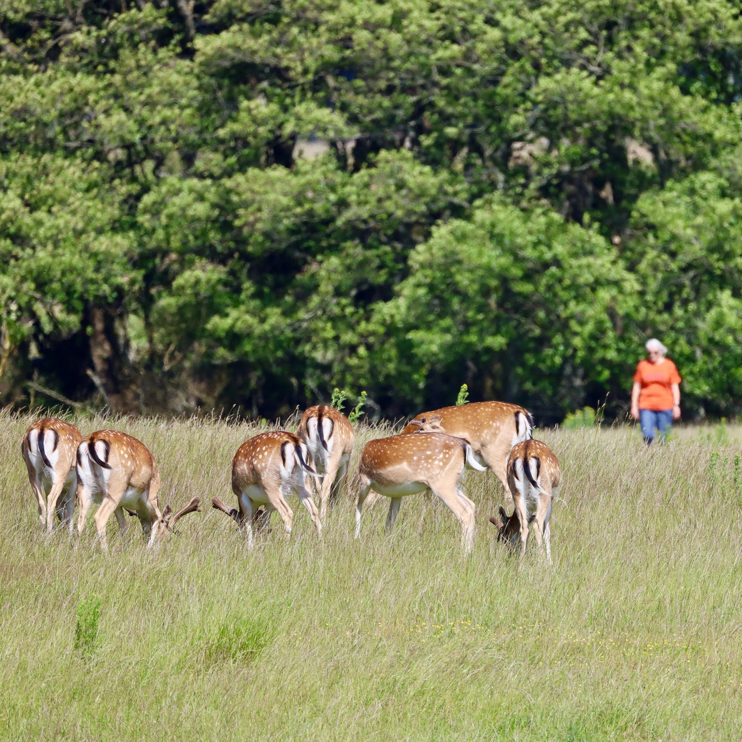 Vrejlev Kloster & Slotved Dyrehave - Hjørring