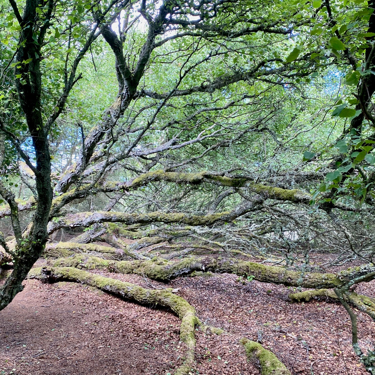 Bøgsted Rende & Klitmøller - Nationalpark Thy