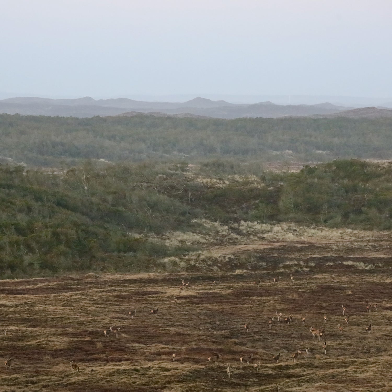 Hanstholm & Vildtreservatet - Nationalpark Thy