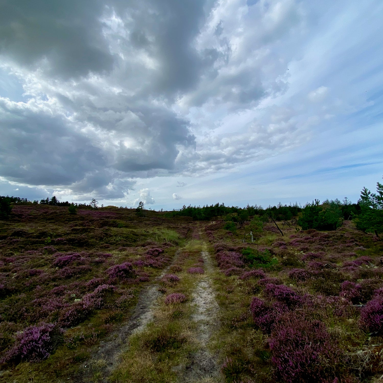 Stenbjerg & Vorupør - Nationalpark Thy