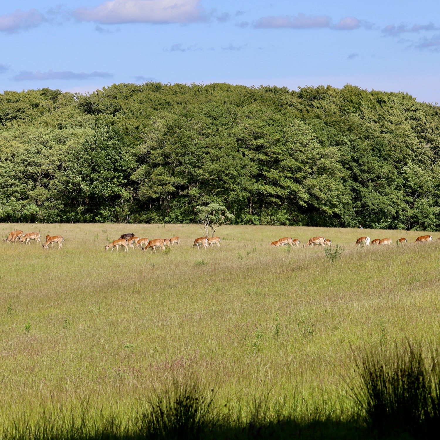 2 days in North Jutland (Hjørring)