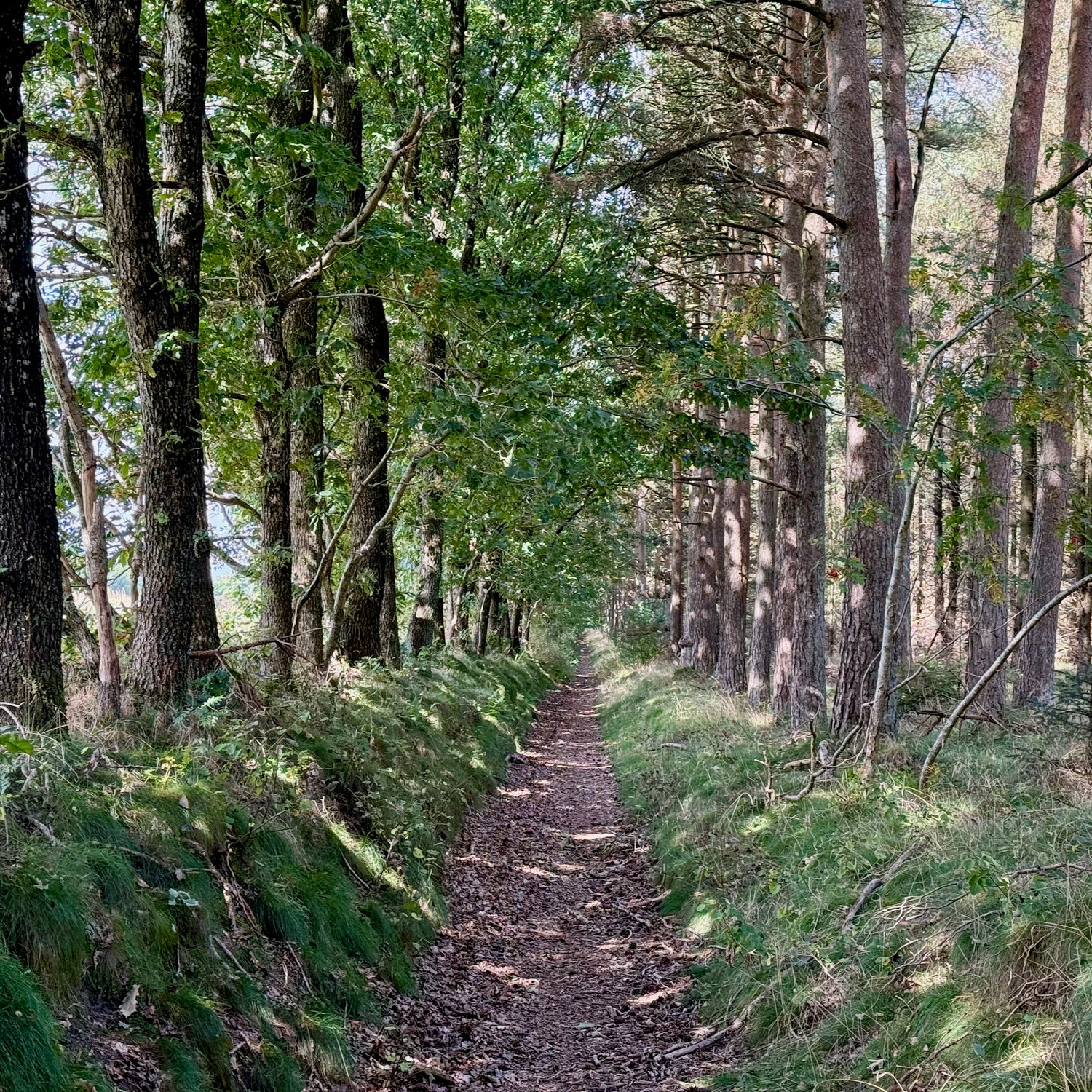 Borbjerg, Ryde & Feldborg