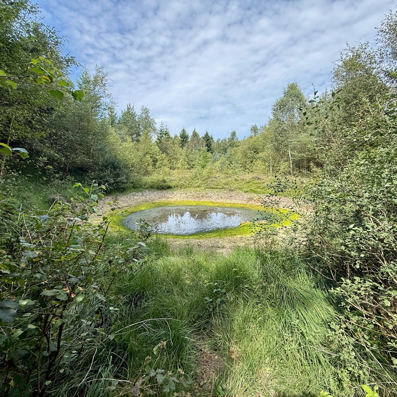 Borbjerg, Ryde & Feldborg