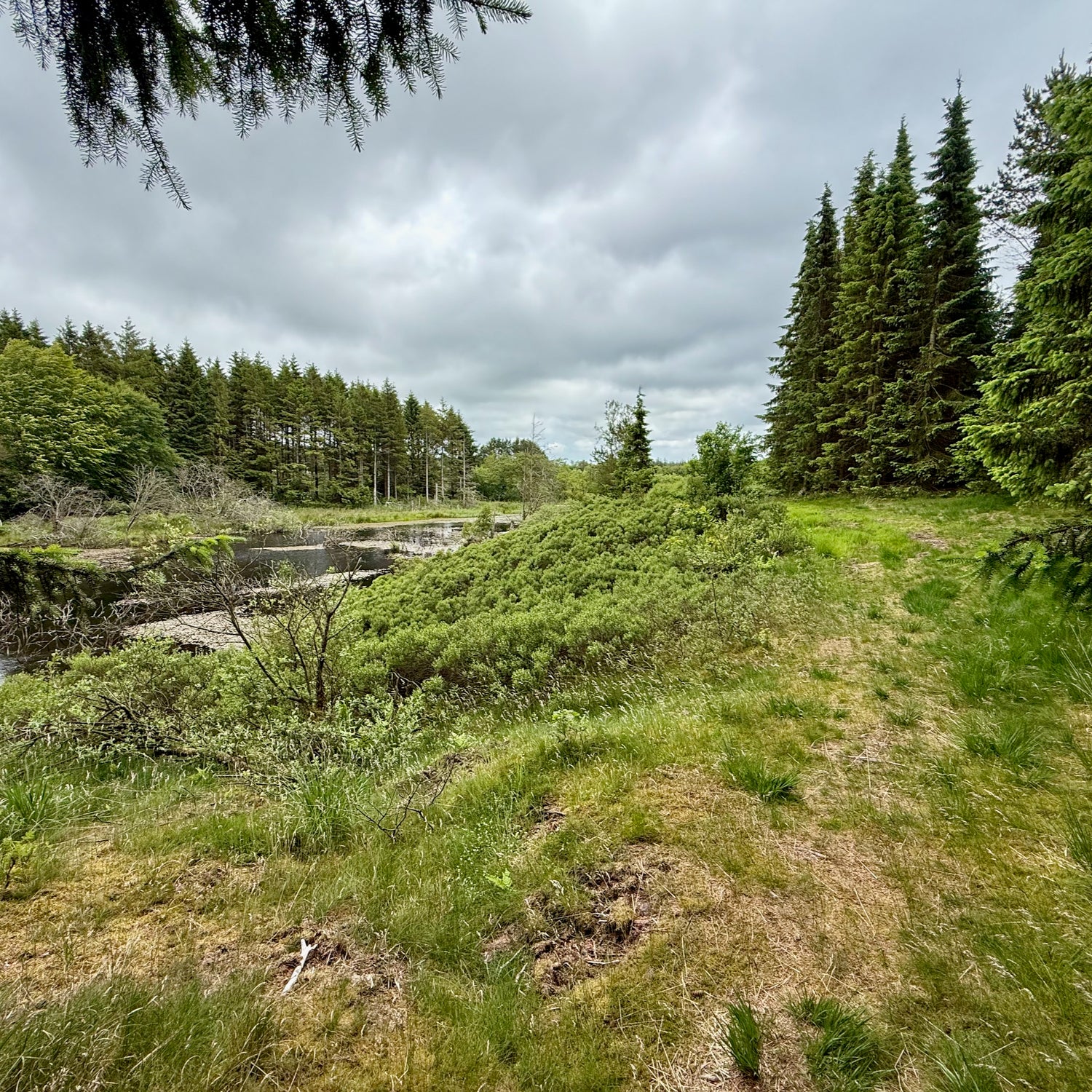 Klosterheden Plantage - the northern part