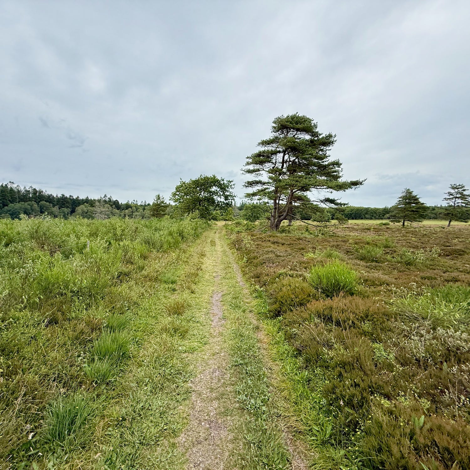 Klosterheden Plantage - the northern part